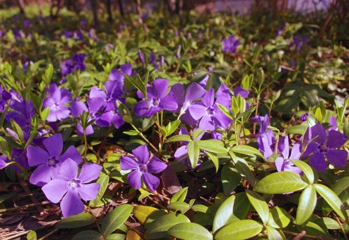 Vinca minor immergrüner - 30, x